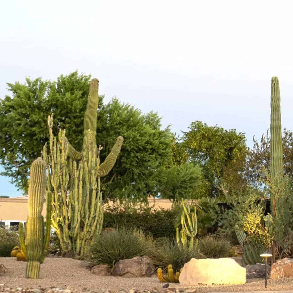 Plant, Tree and Cactus Landscaping, Plant and Tree Designs